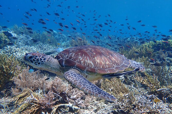 Snorkeling in Menjangan Island with Pickup and Lunch - Why Menjangan Island is worth the trip
