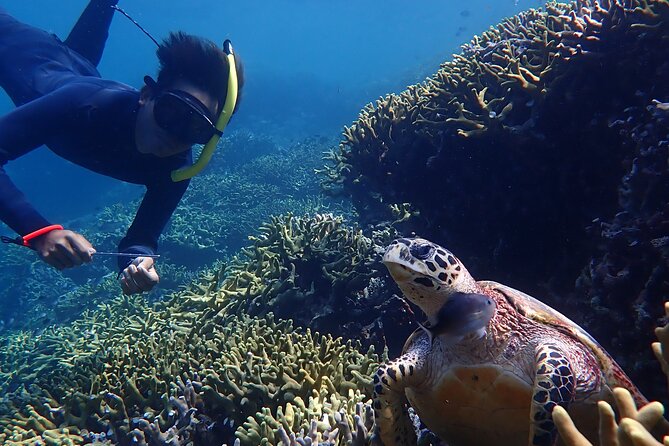 Snorkeling in Menjangan Island with Pickup and Lunch - First snorkeling stop: 45 minutes to one hour