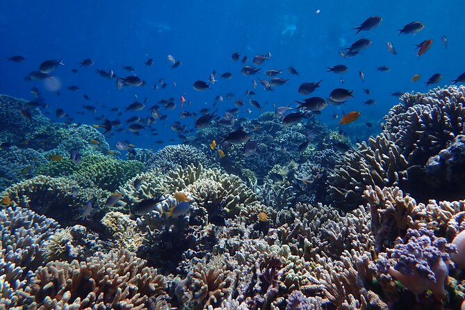 Snorkeling in Menjangan Island with Pickup and Lunch - Beach lunch, a short walk, and wild deer