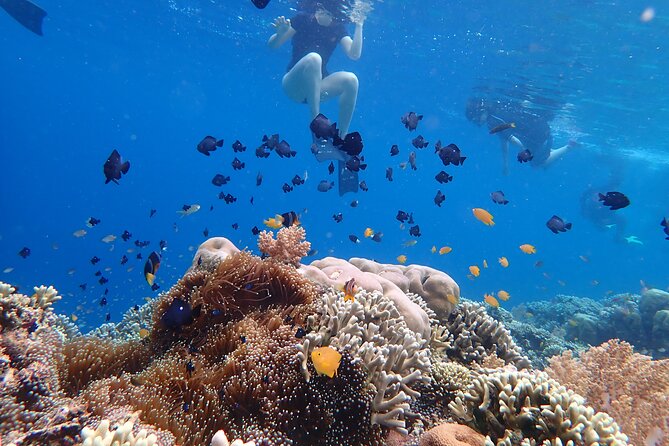 Snorkeling in Menjangan Island with Pickup and Lunch - Returning to Banyuwedang Harbor
