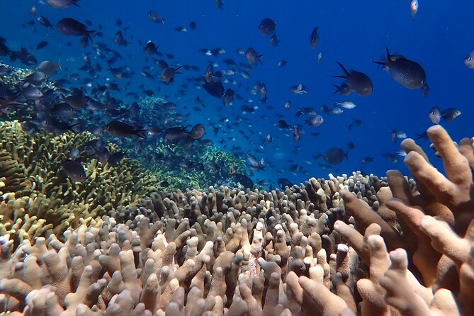 Snorkeling in Menjangan Island with Pickup and Lunch - What $39.73 includes in practical terms