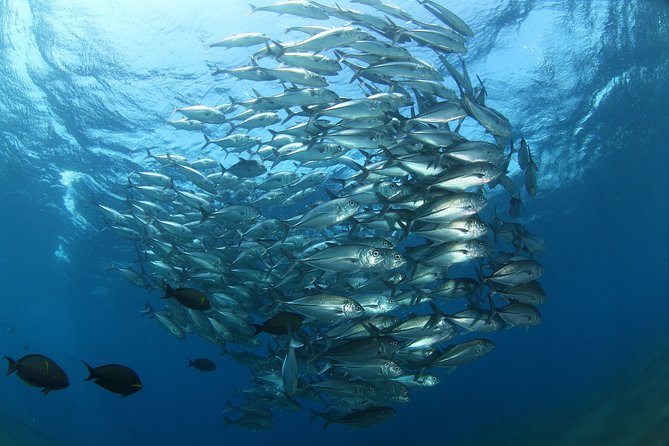 Snorkeling in Menjangan Marine Park - Discover abundant marine life of Pemuteran - A limestone temple and the chance to see deer