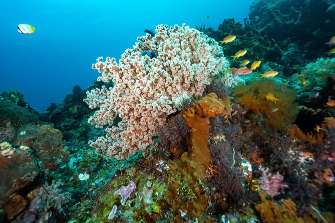 Snorkeling in Menjangan Marine Park - Discover abundant marine life of Pemuteran - A small group makes a practical difference