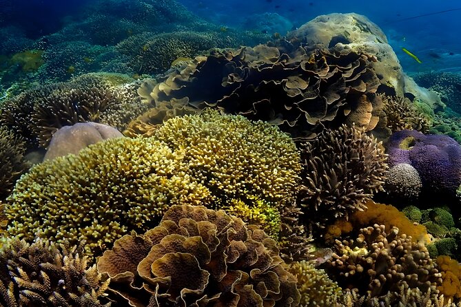 Snorkeling In Nusa Penida Departing From Bali Island - Public speedboat crossing to Nusa Penida