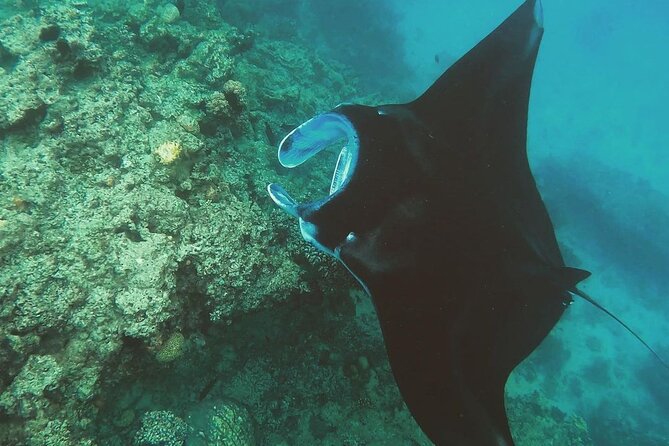 Snorkeling In Nusa Penida Departing From Bali Island - The 6:30 a.m. start from Seminyak