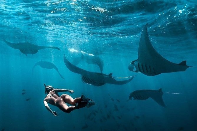 Snorkeling Manta Ray Safari in Nusa Penida - Manta rays are the reason to go