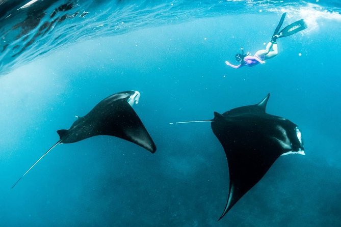 Snorkeling Manta Ray Safari in Nusa Penida - Group size is the biggest question mark