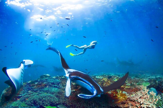 Snorkeling Manta Ray Safari in Nusa Penida - The $15.28 price is hard to ignore