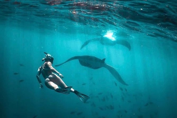Snorkeling Manta Ray Safari in Nusa Penida - Safety, water conditions, and wildlife manners