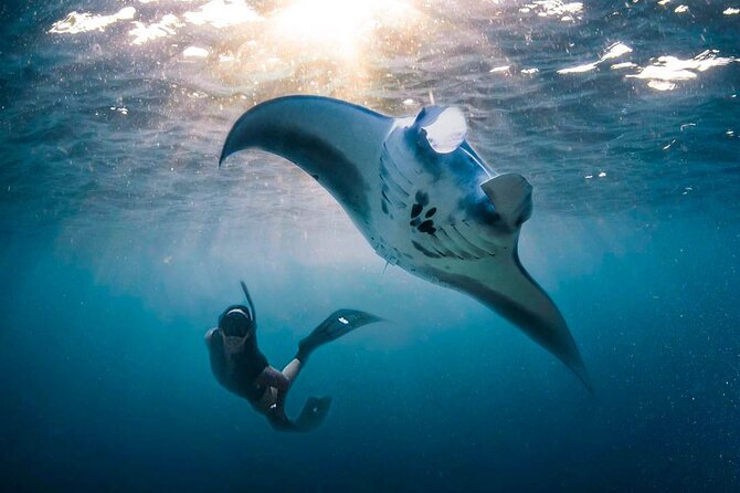 Snorkeling Manta Ray Safari in Nusa Penida - Timing can shape the whole experience