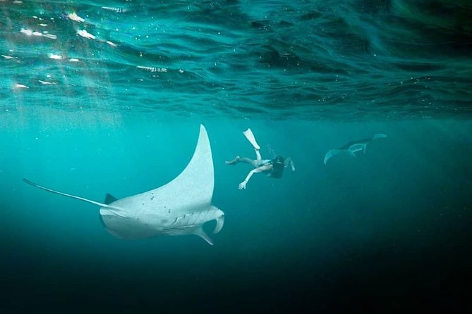 Snorkeling Manta Ray Safari in Nusa Penida - Who will enjoy this safari most