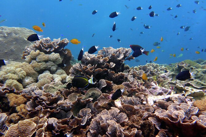 Snorkeling Nusa Penida and Island Tour Package - From Seminyak to Sanur, then across to Nusa Penida