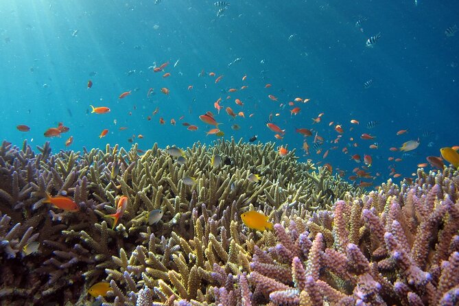 Snorkeling Nusa Penida and Island Tour Package - Adding Kelingking Beach and the island’s famous viewpoints