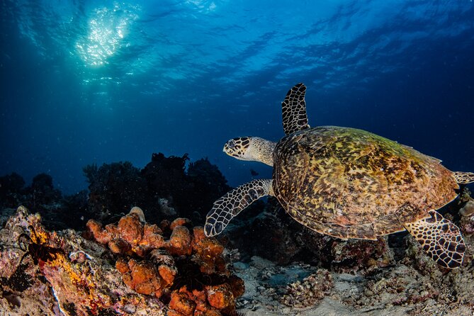 Snorkeling Trip to Menjangan Island - Menjangan Island and Its Two Water Sessions
