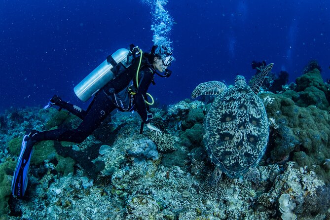 Snorkeling Trip to Menjangan Island - Who Will Enjoy This Trip Most