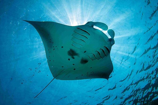 Snorkeling Trips with Manta Ray from Nusa Lembongan - What this Nusa Lembongan snorkeling trip is really about