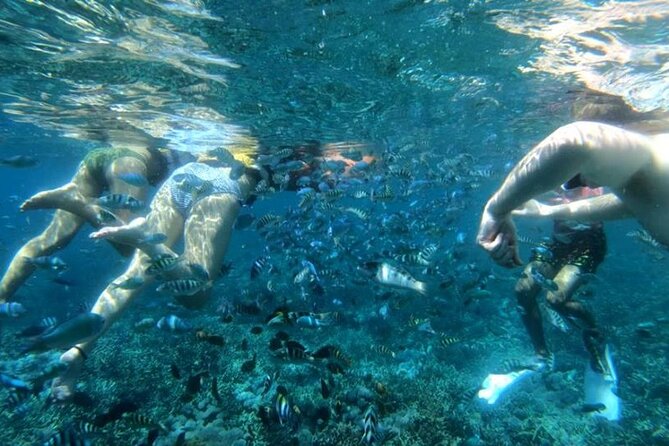Snorkeling Trips with Manta Ray from Nusa Lembongan - Photos, videos, and the useful extras