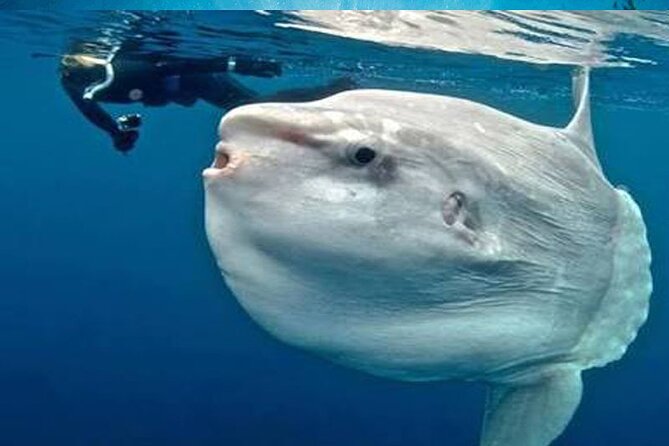 Snorkeling Trips with Manta Ray from Nusa Lembongan - Starting near Jungutbatu and getting ready