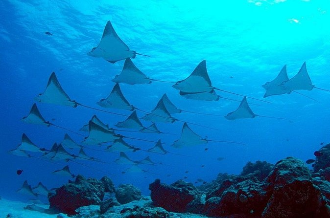 Snorkeling with Manta Rays in Nusa Penida Experience (All-Inclusive) - Gamat Bay, Wall Bay Point, and the smaller sea life