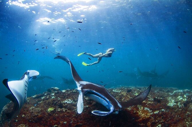 Snorkeling with Manta Rays in Nusa Penida Experience (All-Inclusive) - The small boat setup, with one important distinction