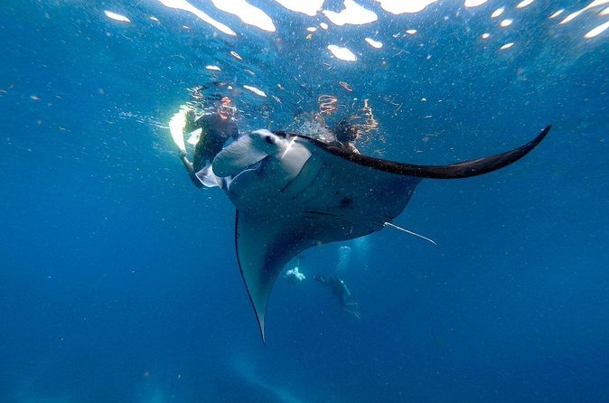 Snorkeling with Manta Rays in Nusa Penida Experience (All-Inclusive) - Who will get the most from this Nusa Penida day