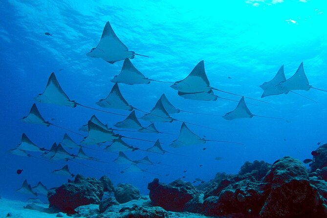 Snorkeling with Manta Rays in Nusa Penida Experience (All-Inclusive) - Booking, cancellation, and small practical checks