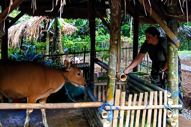 Spice Garden, Jamu & Cooking Class in Bali Village - Starting With Fruit, Herbs, and a Garden Walk
