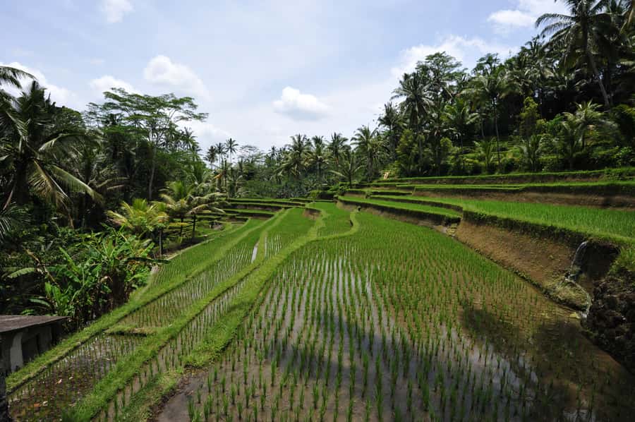 Sunrise Breakfest at kintamani cafe & Ubud private Tour - What the private format adds