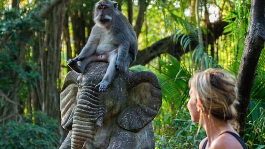 Sunrise Breakfest at kintamani cafe & Ubud private Tour - Who should choose this Bali day tour?