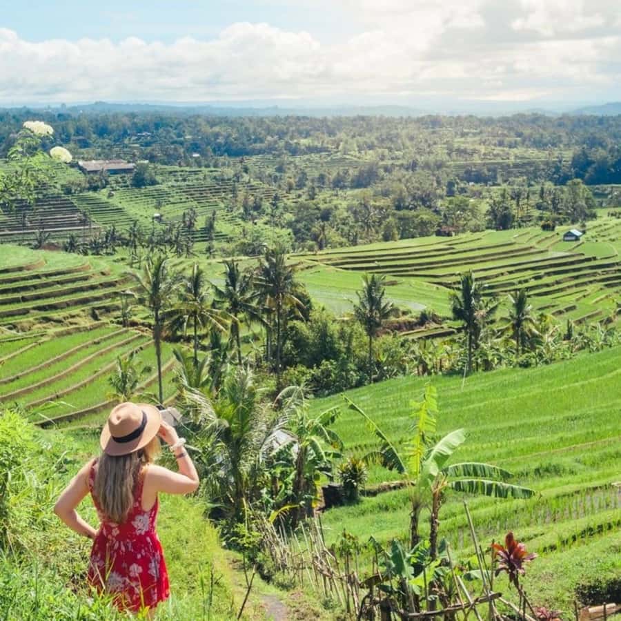 Tanah Lot-Nung Nung Waterfall-Jatiluwih and Bedugul - Jatiluwih: rice terraces with a purpose