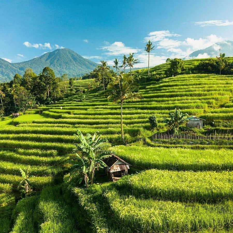 Tanah Lot-Nung Nung Waterfall-Jatiluwih and Bedugul - What private transport changes