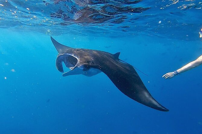 Three Islands Snorkeling (3 Spots) Manta Rays - From Lembongan - What the $24 price really covers
