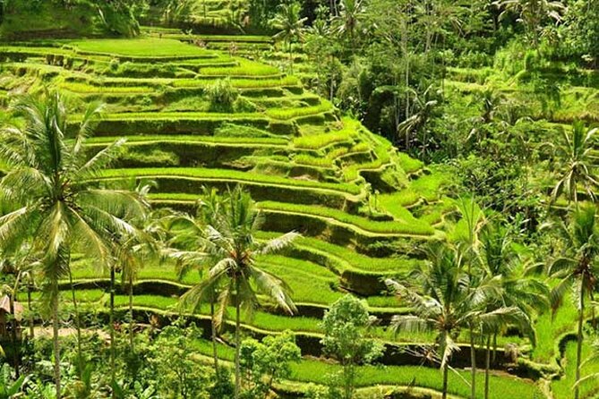 Tlaga Singha Infinity Pool, Jungle swing & Rice Terrace Trip - How the private transport changes the day