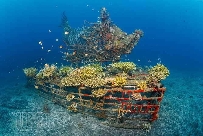 Try Dive Program in the Biorock Pemuteran - Why Pemuteran’s Biorock makes a good first underwater outing