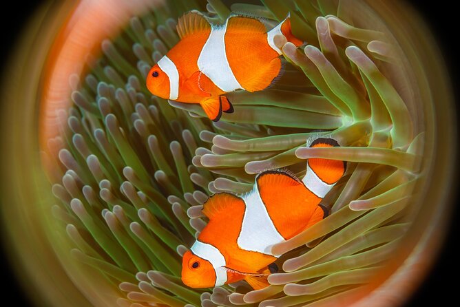 Try Dive Program in the Biorock Pemuteran - The 30-minute briefing gives you the basic language of scuba
