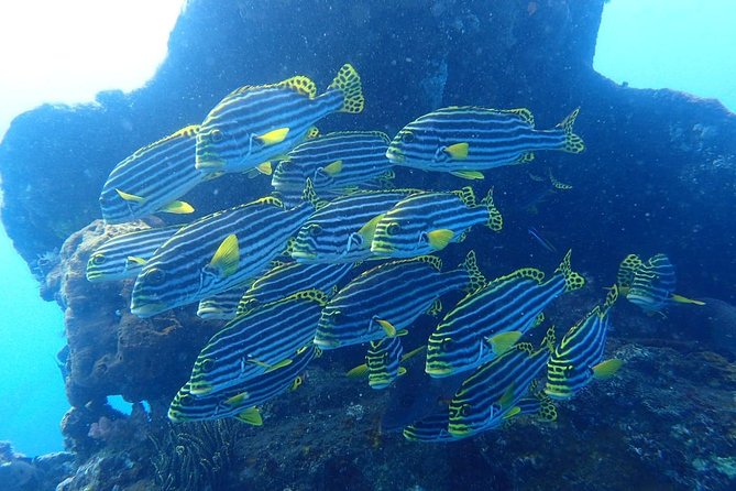 Try Diving at USAT Liberty Wreck Tulamben with 1 or 2 Dives (Stay In Tulamben) - Starting at 8 a.m. in Tulamben