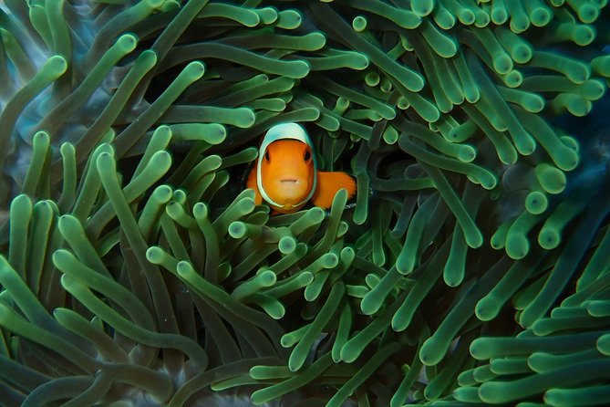 Try Diving in Nusa Lembongan - Penida. For beginners (with 2 ocean dives) - The surface break, lunch, and second session