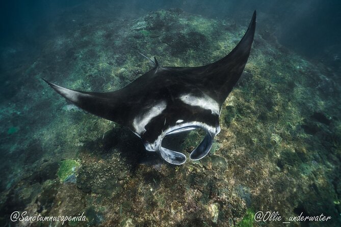Try Scuba Diving for Beginners with manta rays (Non - Certified) - Forty-five minutes of pool practice