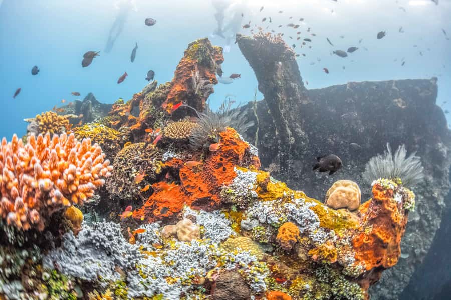 Tulamben: USAT Liberty Shipwreck Full-Day Snorkeling Trip - Key points to know before booking