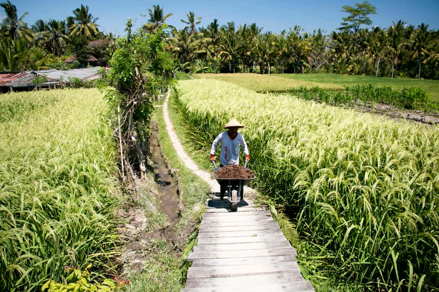 Ubud: 3-Hour Walking Tour with Lunch - Waterfalls and the natural side of the route