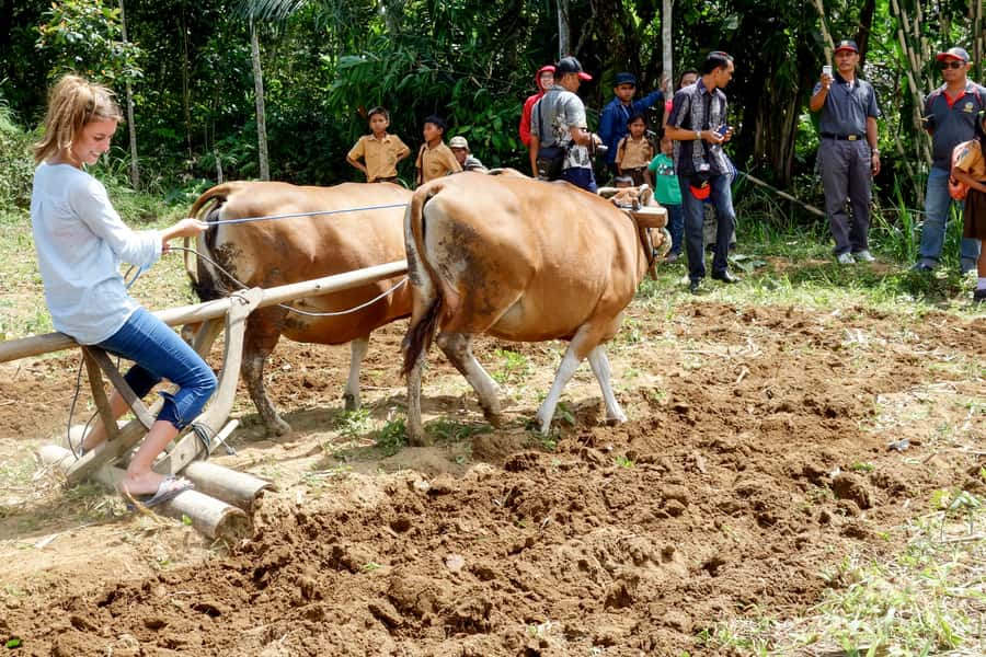 Ubud: 3-Hour Walking Tour with Lunch - Lunch at a local home overlooking the fields