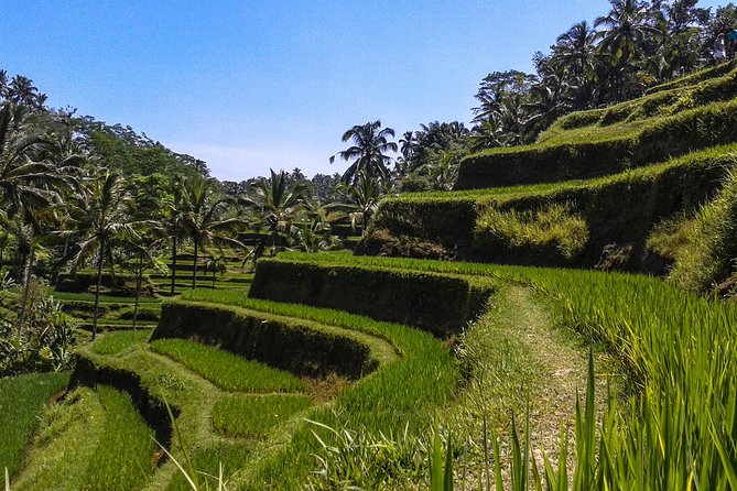 Ubud And Sunset Tanah Lot Tour - One day from Batuan Temple to Tanah Lot