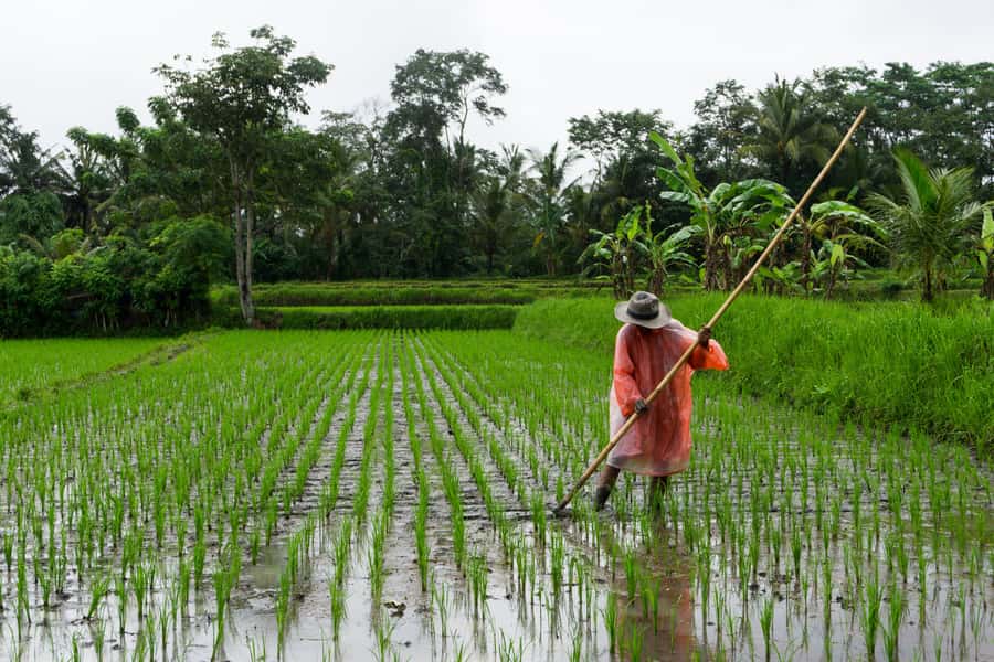 Ubud & Canggu: Rice Terrace, Waterfall & Black Sand Beach - How much value do you get for $44?