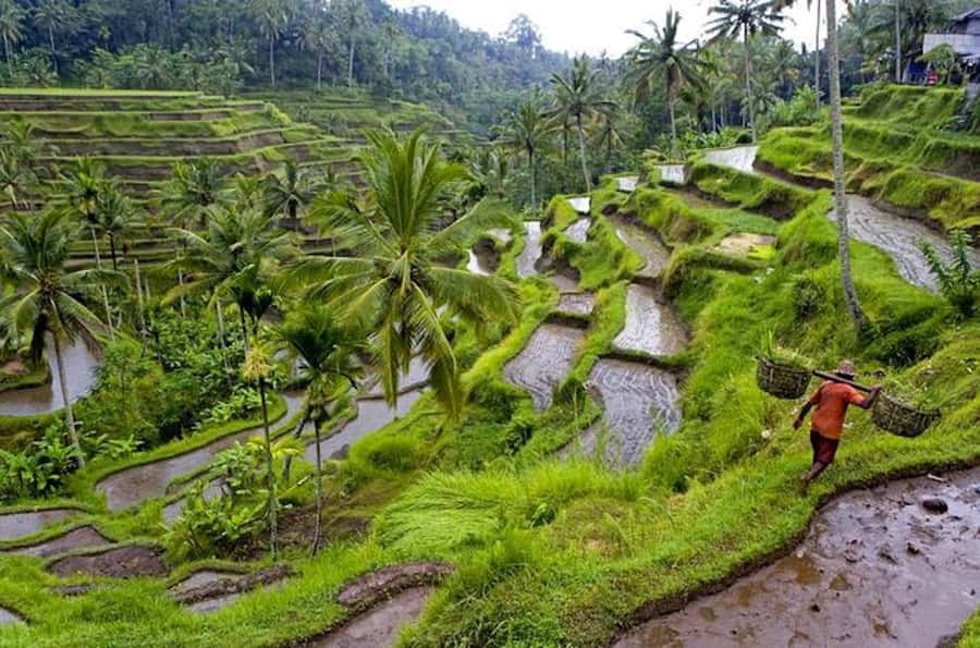 Ubud & Canggu: Rice Terrace, Waterfall & Black Sand Beach - Making the most of your guide