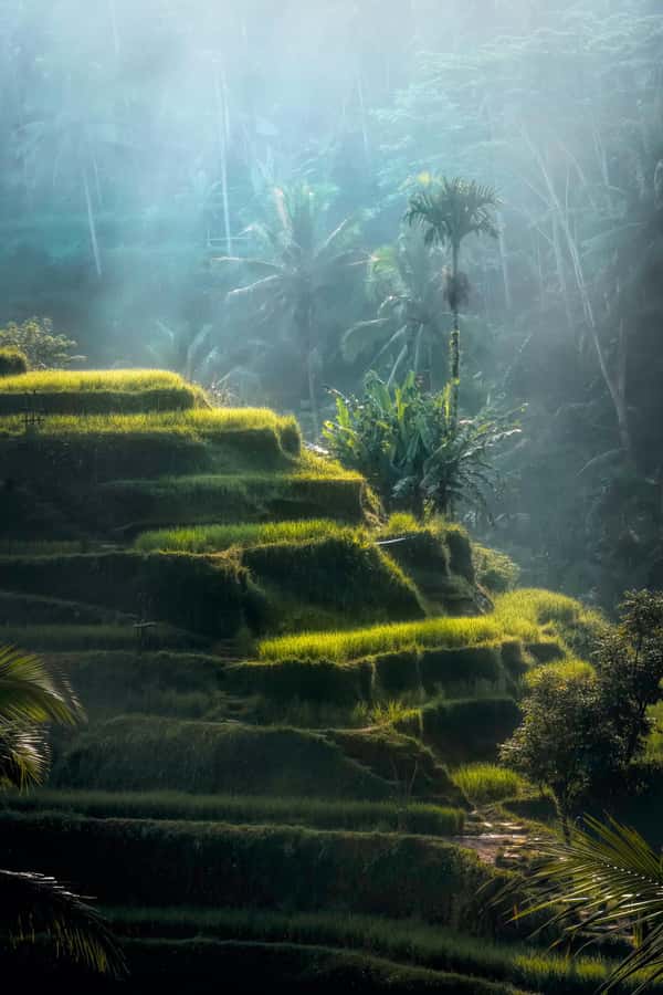 Ubud: Classic Vintage Volkswagen Custom Tour - Waterfall time: Tegenungan or Uma Anyar?