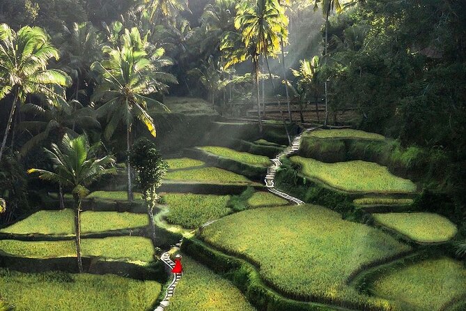 Ubud DayTrip : Monkey Forest - Rice Terrace - Jungle Swing - Water Temple - Tegalalang Rice Terrace and the famous swing