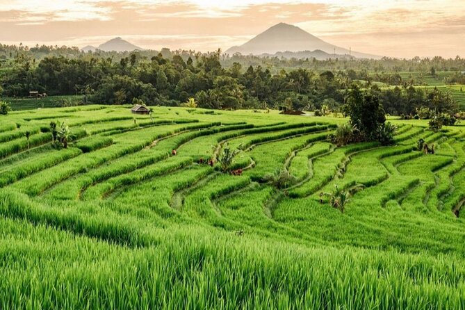 Ubud DayTrip : Monkey Forest - Rice Terrace - Jungle Swing - Water Temple - What the private driver adds
