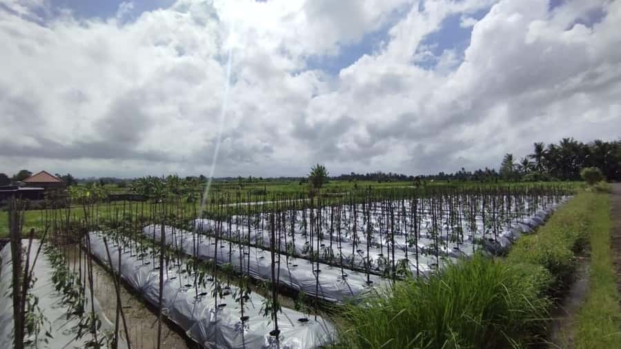 Ubud e-Bike Tour & Whitewater Rafting - The guides make the difference