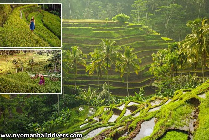 Ubud Full Day Tour - Key points to know before booking