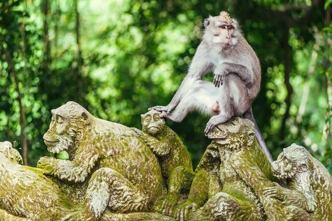 Ubud Full Day Tour Waterfall Monkey Forest Rice Terrace - Tirta Empul Temple and Bali’s living worship